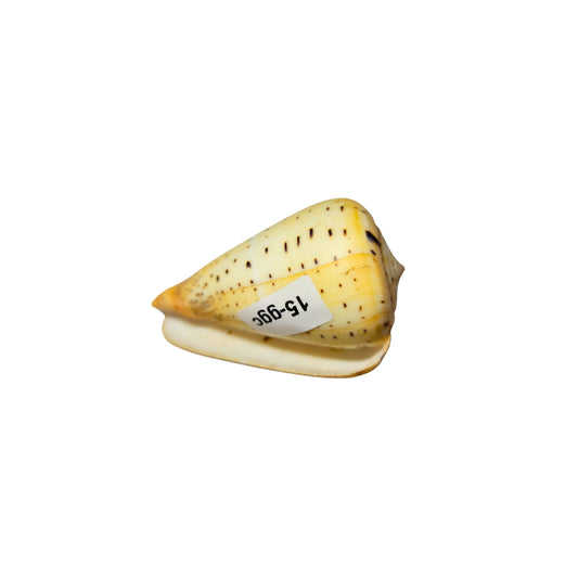 Sea Shells 15-ggc