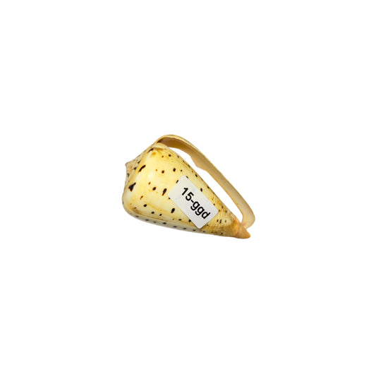 Sea Shells 15-ggd